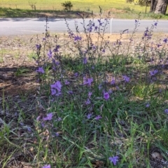 Arthropodium strictum at Big Springs, NSW - 2 Oct 2020 01:06 PM