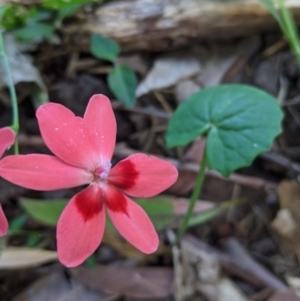 Freesia laxa at Port Macquarie, NSW - 21 Oct 2020