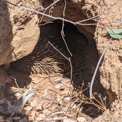 Tachyglossus aculeatus (Short-beaked Echidna) at Burrandana, NSW - 12 Dec 2020 by Darcy