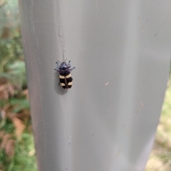 Castiarina subvicina (A jewel beetle) at Woomargama, NSW - 15 Dec 2020 by Darcy