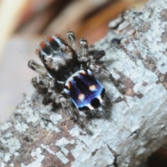 Maratus harrisi (Harris's Peacock spider) at Anglers Rest, VIC - 6 Oct 2015 by Harrisi