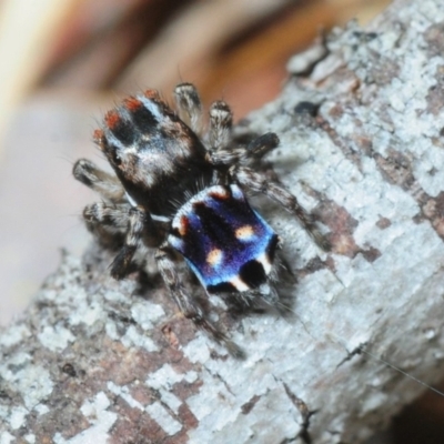 Maratus harrisi (Harris's Peacock spider) at Anglers Rest, VIC - 6 Oct 2015 by Harrisi