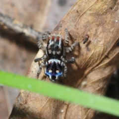 Maratus harrisi at Anglers Rest, VIC - 7 Oct 2015