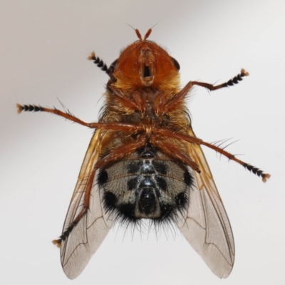 Microtropesa sp. (genus) (Tachinid fly) at Evatt, ACT - 31 Aug 2021 by TimL