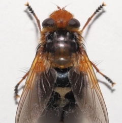 Microtropesa sp. (genus) at Evatt, ACT - 31 Aug 2021