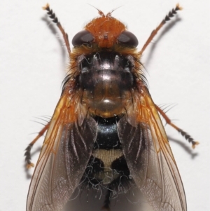 Microtropesa sp. (genus) at Evatt, ACT - 31 Aug 2021