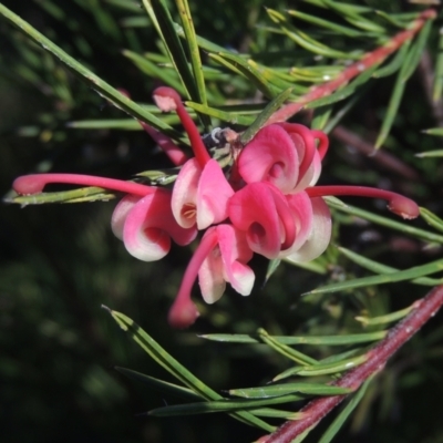 Grevillea rosmarinifolia subsp. rosmarinifolia (Rosemary Grevillea) at Conder, ACT - 10 Aug 2021 by michaelb