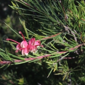 Grevillea rosmarinifolia subsp. rosmarinifolia at Conder, ACT - 10 Aug 2021
