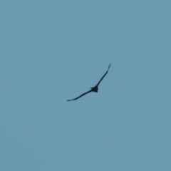 Aquila audax (Wedge-tailed Eagle) at Tuggeranong Hill - 10 Aug 2021 by michaelb