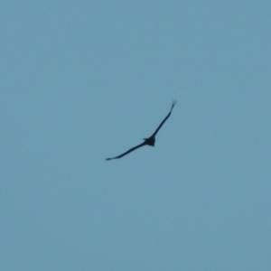 Aquila audax at Conder, ACT - 10 Aug 2021