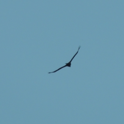 Aquila audax (Wedge-tailed Eagle) at Conder, ACT - 10 Aug 2021 by MichaelBedingfield