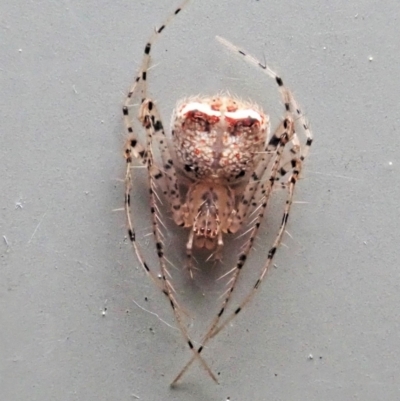 Australomimetus sp. (genus) (Unidentified Pirate spider) at Cook, ACT - 31 Aug 2021 by CathB