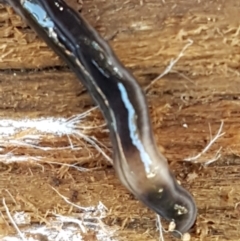 Parakontikia ventrolineata (Stripe-bellied flatworm) at Holt, ACT - 1 Sep 2021 by tpreston