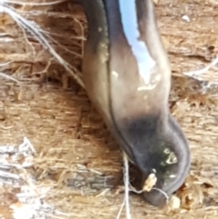 Parakontikia ventrolineata at Holt, ACT - suppressed