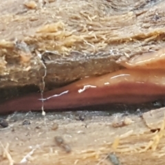 Anzoplana trilineata (A Flatworm) at Holt, ACT - 1 Sep 2021 by tpreston