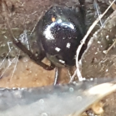 Steatoda sp. (genus) (False Redback) at Holt, ACT - 1 Sep 2021 by trevorpreston