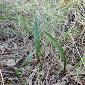 Thelymitra brevifolia at Cook, ACT - 31 Aug 2021