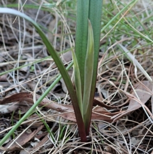 Thelymitra brevifolia at Cook, ACT - suppressed