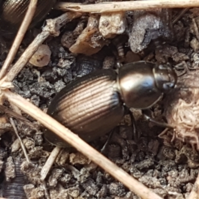 Adelium brevicorne (Bronzed field beetle) at Holt, ACT - 1 Sep 2021 by trevorpreston