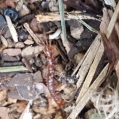 Lithobiomorpha (order) (Unidentified stone centipede) at Holt, ACT - 1 Sep 2021 by trevorpreston