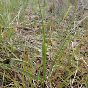 Diuris sp. (hybrid) at Cook, ACT - 31 Aug 2021