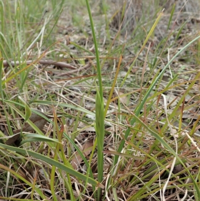 Diuris sp. (hybrid) (Hybrid Donkey Orchid) at Mount Painter - 31 Aug 2021 by CathB