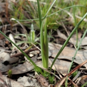 Diuris chryseopsis at Cook, ACT - suppressed