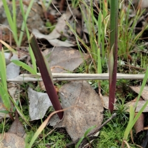 Thelymitra pauciflora at Cook, ACT - 31 Aug 2021