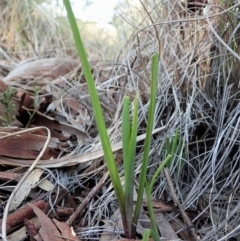 Diuris nigromontana (Black Mountain Leopard Orchid) at Cook, ACT - 31 Aug 2021 by CathB