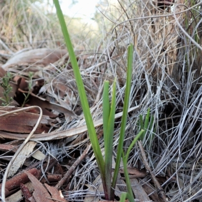 Diuris nigromontana (Black Mountain Leopard Orchid) at Cook, ACT - 31 Aug 2021 by CathB