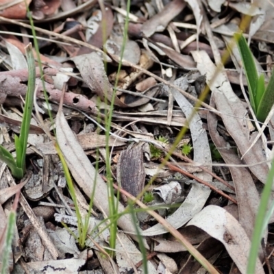 Diuris sulphurea (Tiger Orchid) at Mount Painter - 31 Aug 2021 by CathB