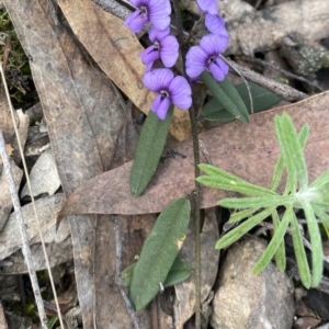 Hovea heterophylla at Jerrabomberra, NSW - 31 Aug 2021