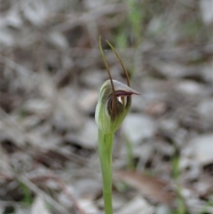 Pterostylis pedunculata (Maroonhood) at Holt, ACT - 30 Aug 2021 by CathB