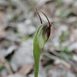 Pterostylis pedunculata at Holt, ACT - suppressed