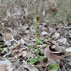 Pterostylis pedunculata at Holt, ACT - suppressed