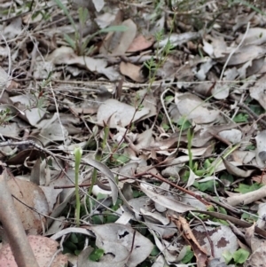 Pterostylis pedunculata at Holt, ACT - suppressed