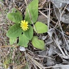 Cymbonotus sp. (preissianus or lawsonianus) (Bears Ears) at Jerrabomberra, NSW - 26 Aug 2021 by cherylhodges