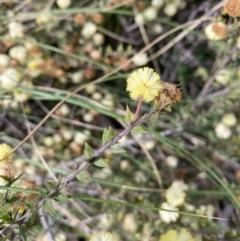 Acacia gunnii (Ploughshare Wattle) at Jerrabomberra, NSW - 31 Aug 2021 by cherylhodges