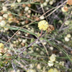 Acacia gunnii at Jerrabomberra, NSW - 31 Aug 2021 01:18 PM