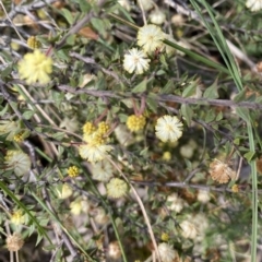 Acacia gunnii at Jerrabomberra, NSW - 31 Aug 2021 01:18 PM