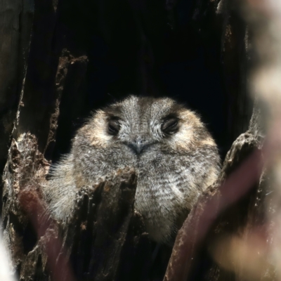 Aegotheles cristatus (Australian Owlet-nightjar) at Mount Ainslie - 31 Aug 2021 by jb2602