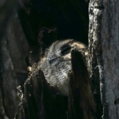 Aegotheles cristatus at Majura, ACT - 31 Aug 2021 01:22 PM