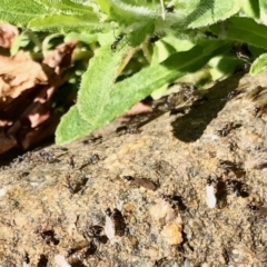 Iridomyrmex sp. (genus) at Aranda, ACT - 1 Sep 2021