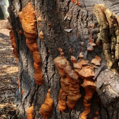 Unidentified Fungus at Aranda, ACT - 1 Sep 2021 by KMcCue