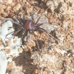 Habronestes bradleyi at Googong, NSW - 1 Sep 2021 11:37 AM