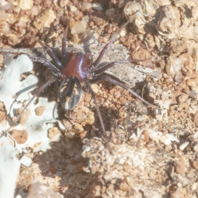 Habronestes bradleyi (Bradley's Ant-Eating Spider) at Googong, NSW - 1 Sep 2021 by WHall