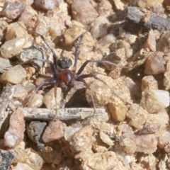 Habronestes bradleyi at Googong, NSW - 1 Sep 2021 11:37 AM