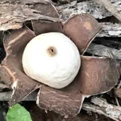 Geastrum sp. (Geastrum sp.) at Red Hill to Yarralumla Creek - 27 Aug 2021 by Tapirlord