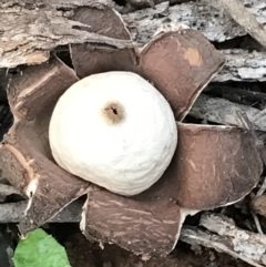 Geastrum sp. (genus) (An earthstar) at Garran, ACT - 27 Aug 2021 by Tapirlord