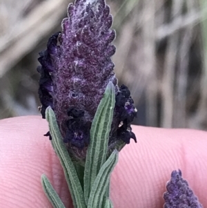 Lavandula stoechas at Garran, ACT - 27 Aug 2021 02:55 PM